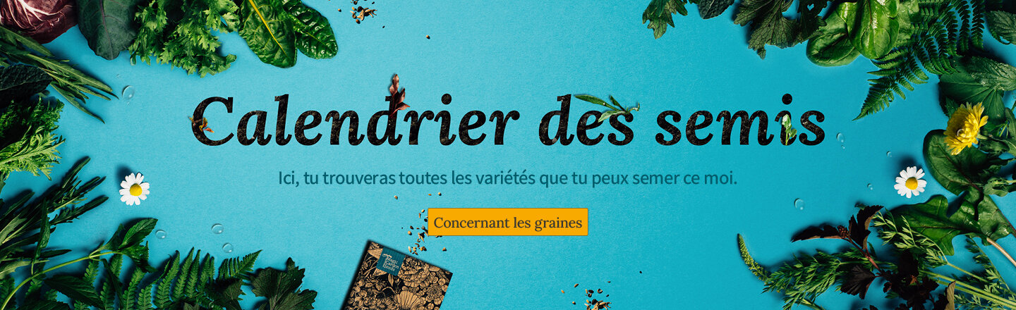 Quelles plantes peuvent être plantées directement à l'extérieur en Mai?