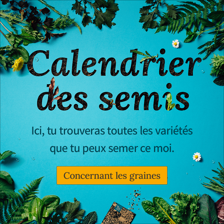 Quelles plantes peuvent être plantées directement à l'extérieur en Mai?