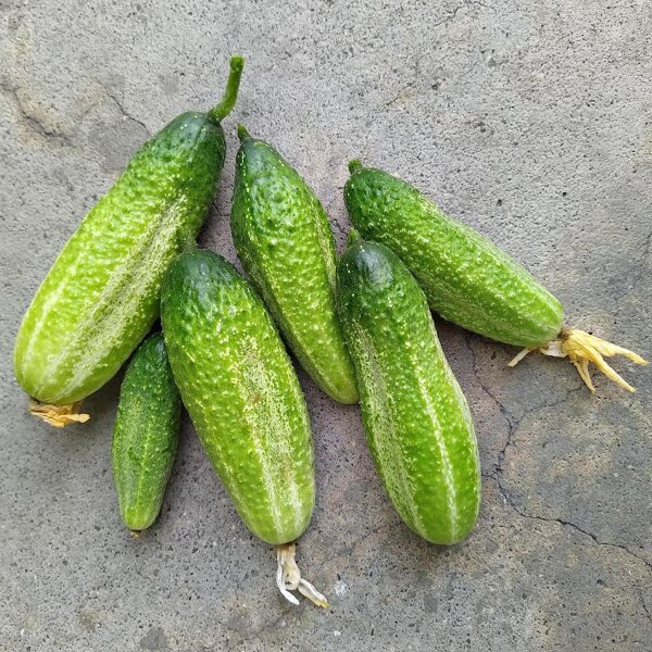 Concombre mariné "Vorgebirgstrauben" (Cucumis sativus) graines