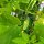 Concombre mariné "Vorgebirgstrauben" (Cucumis sativus) graines