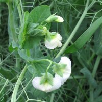 Pois mange-tout Frühe Heinrich (Pisum sativum) bio...