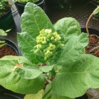 Tabac de jardin (Nicotiana rustica) bio semences