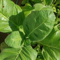 Tabac de jardin (Nicotiana rustica) bio semences