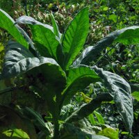 Tabac Virginia Virginia Gold (Nicotiana tabacum) bio...