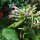 Tabac Virginia Virginia Gold (Nicotiana tabacum) bio semences