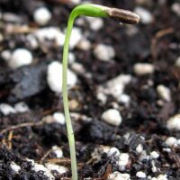 Cerfeuil tubéreux (Chaerophyllum bulbosum) bio semences