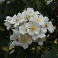 Rose musquée (Rosa moschata) graines