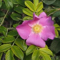 Rosier rugueux (Rosa rugosa) graines