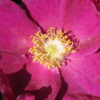 Rosier rugueux (Rosa rugosa)
