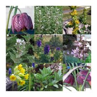 Fleurs protégées d’Europe - Coffret cadeau de graines