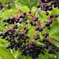 Sureau noir (Sambucus nigra) graines