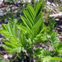 Sureau noir (Sambucus nigra) graines