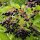 Sureau noir (Sambucus nigra) graines
