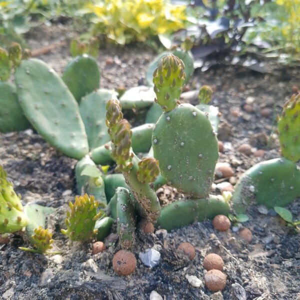 Figuier de Barbarie (Opuntia humifusa) graines