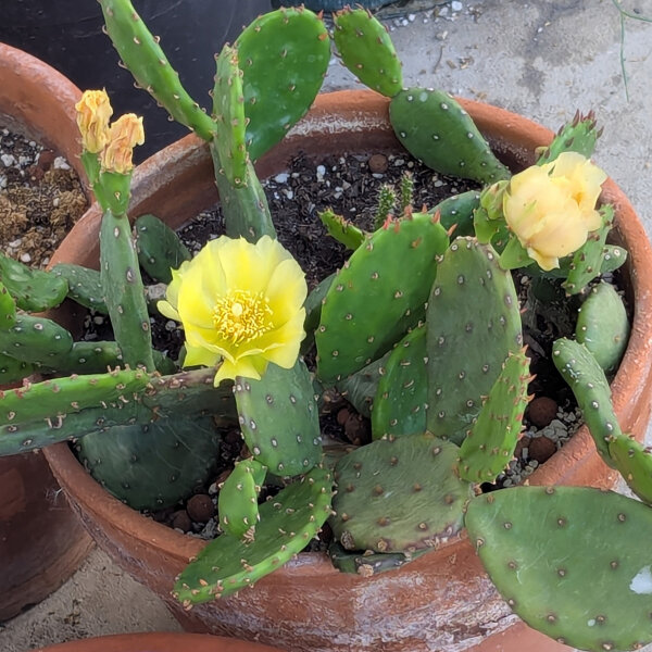 Figuier de Barbarie (Opuntia humifusa) graines