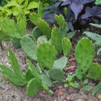 Figuier de Barbarie (Opuntia humifusa) graines