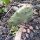 Figuier de Barbarie (Opuntia humifusa) graines