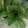 Laitue romaine Romaine Red Cos (Lactuca sativa) biologique