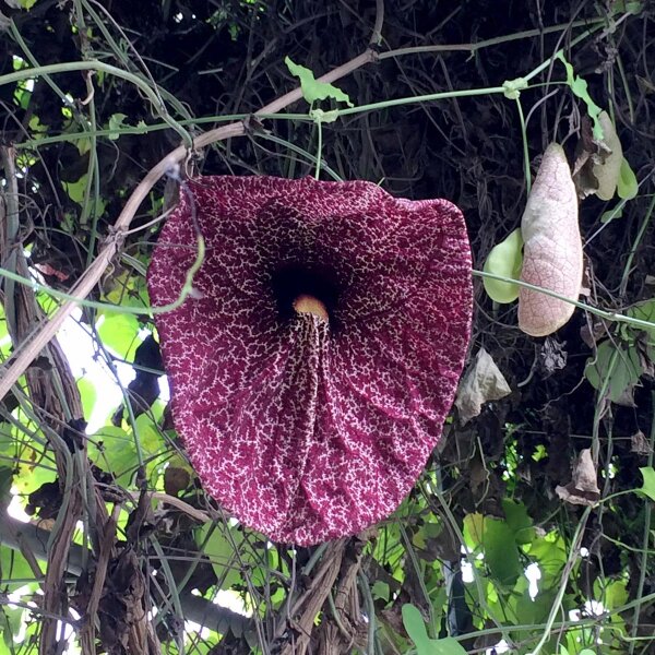 Plante fantôme (Aristolochia littoralis) graines