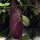 Plante fantôme (Aristolochia littoralis) graines