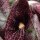 Plante fantôme (Aristolochia littoralis) graines