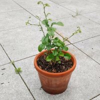 Citron vert Makrut (Citrus hystrix) graines
