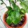 Citron vert Makrut (Citrus hystrix) graines