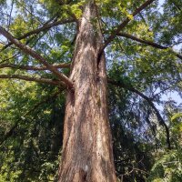 Séquoia géant (Sequoiadendron giganteum)...