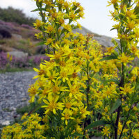 Solidage verge dor (Solidago virgaurea) graines