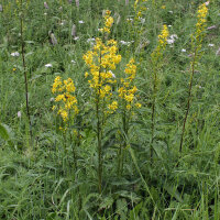 Solidage verge dor (Solidago virgaurea) graines