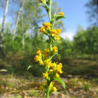 Solidage verge dor (Solidago virgaurea) graines