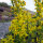 Solidage verge dor (Solidago virgaurea) graines