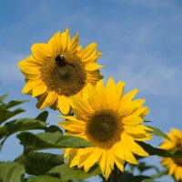 Tournesol  Peredovick (Helianthus annuus) Bio semences