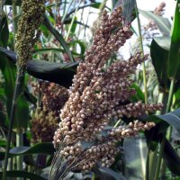 Sorgho (Sorghum bicolor) graines