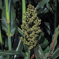 Sorgho (Sorghum bicolor) graines