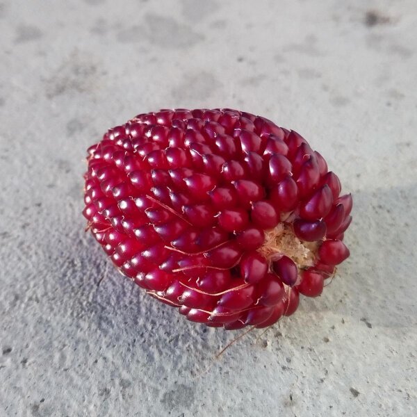 Maïs multicolore (Zea mays japonica) graines