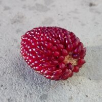 Maïs multicolore (Zea mays japonica) graines