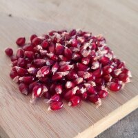 Maïs multicolore (Zea mays japonica) graines