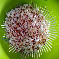 Maïs multicolore (Zea mays japonica) graines