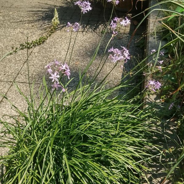 Tulbaghie violette (Tulbaghia violacea) graines