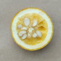 Oranger amer (Poncirus trifoliata) graines