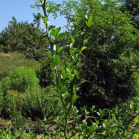 Oranger amer (Poncirus trifoliata) graines