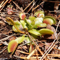 L´attrape-mouche de vénus (Dionaea...