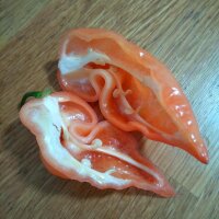 Piment Habanada (Capsicum chinense) graines