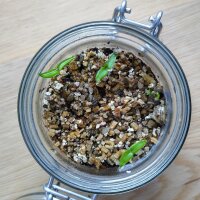 Piment Habanada (Capsicum chinense) graines