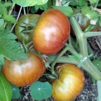 Tomate Tschernij Prinz (Solanum lycopersicum) Bio