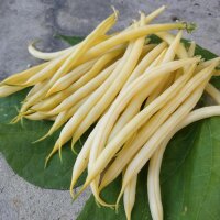 Haricot jaune Dior (Phaseolus vulgaris) Bio semences