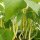 Haricot jaune Dior (Phaseolus vulgaris) Bio semences
