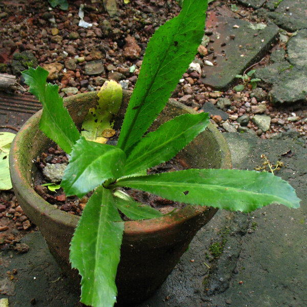 Coriandre longue (Eryngium foetidum) graines