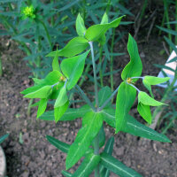 Euphorbe à feuilles croisées (Euphorbia...